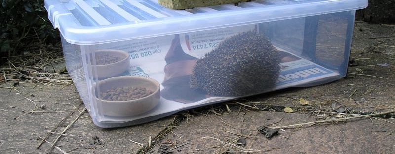 DIY hedgehog feeding station