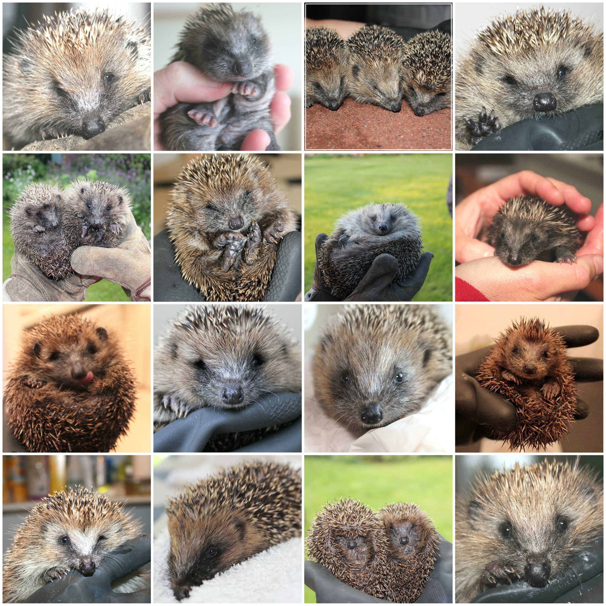 16-hedgehog-rescue-montage