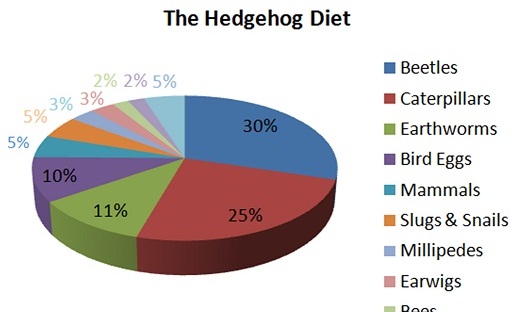 wild hedgehog diet