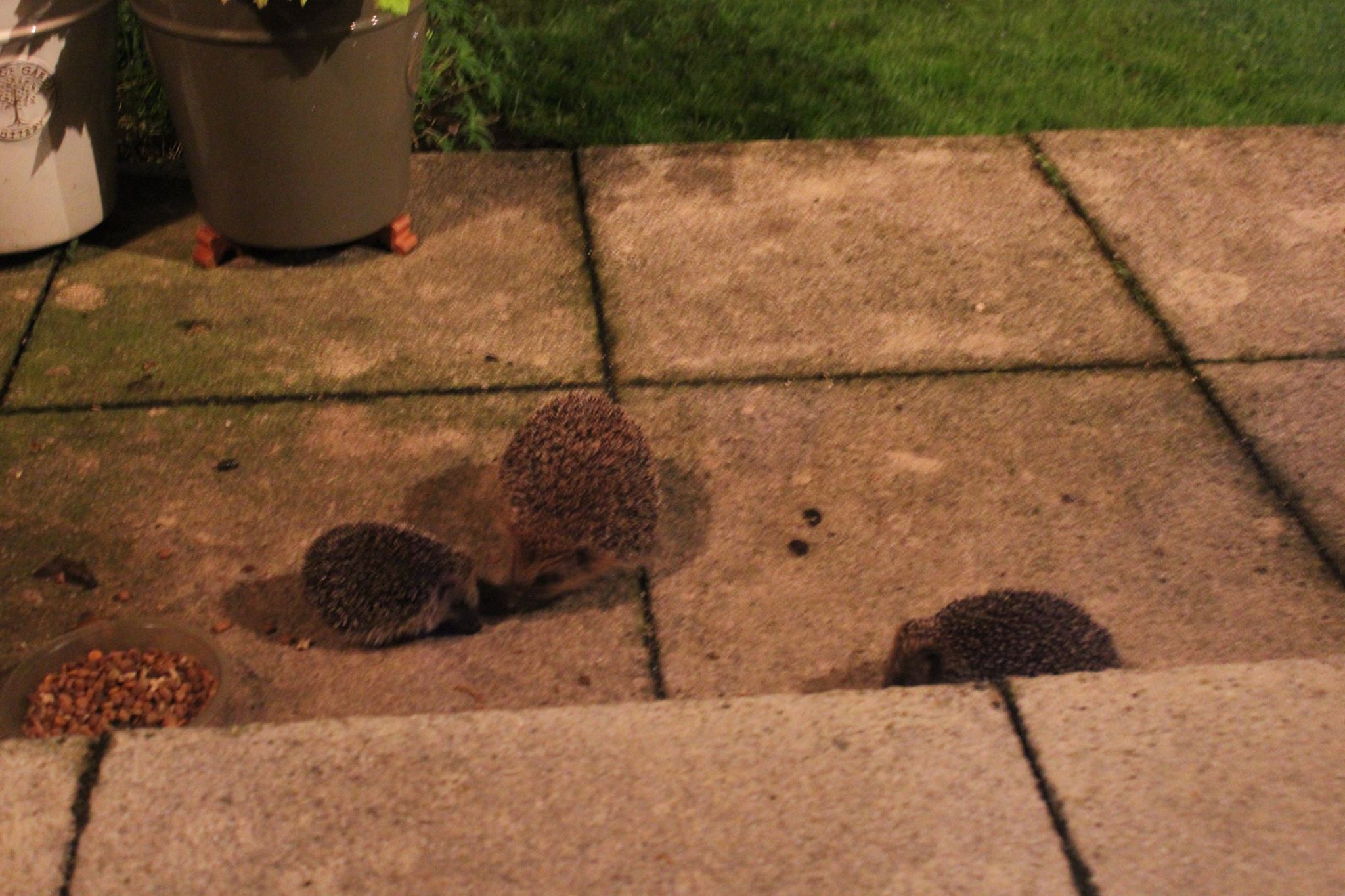 Mum and baby hedgehog on patio small