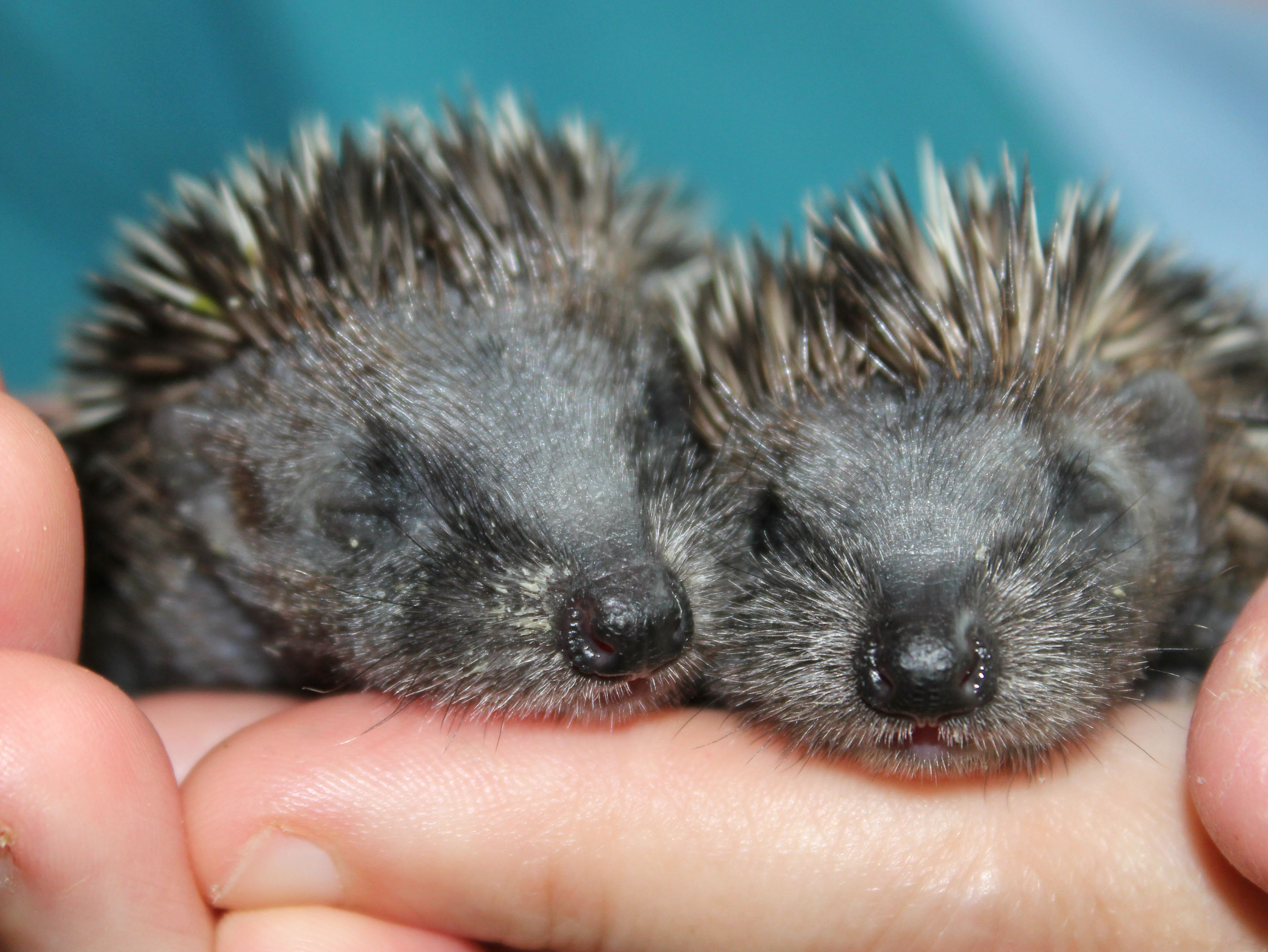 Pair of baby hoglets by Little Silver Hedgehog