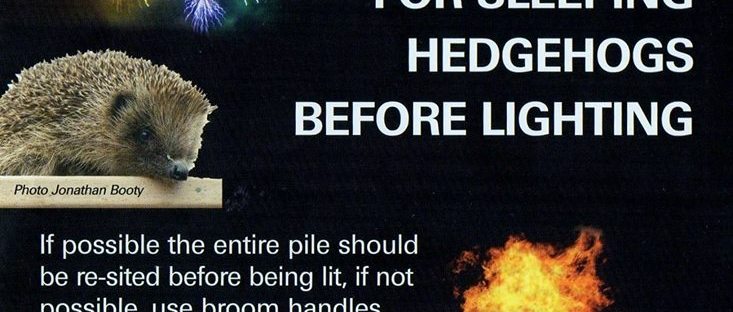 Hedgehog bonfire poster