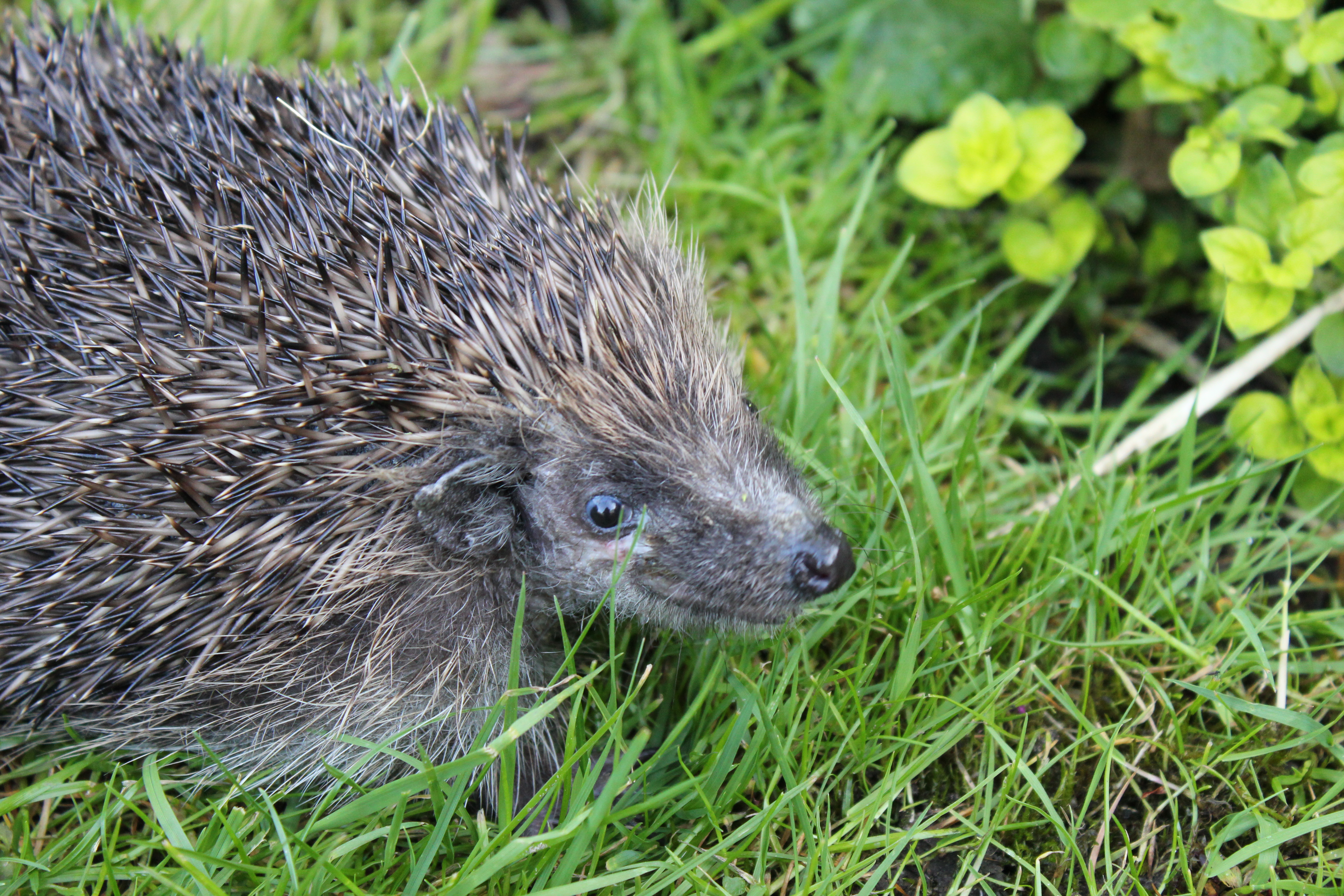 Hedgehog in garden