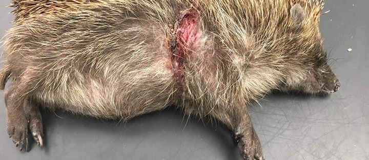 Hedgehog wound from plastic cable tie
