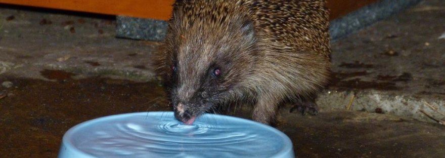 Hedgehog drinking bowl