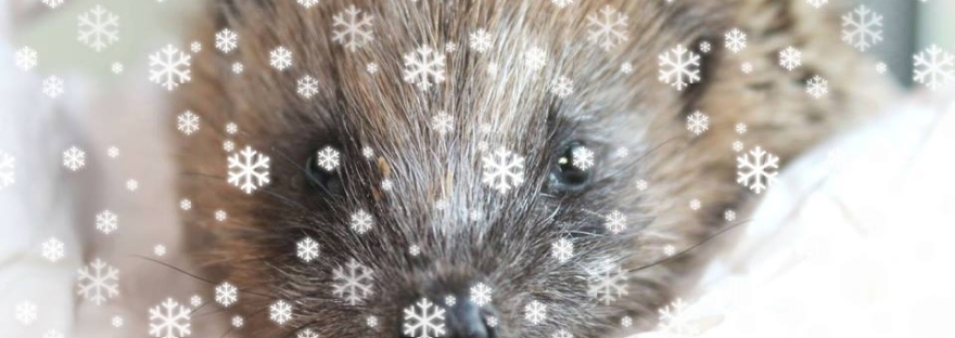 hedgehog in snow