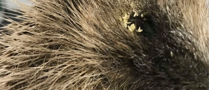 Hedgehog with fly strike in eyes